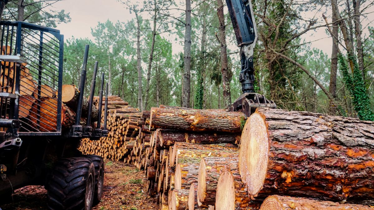 Row of harvested trees to show how wood flooring is made